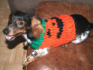 JackOLantern Dog Sweater  AllFreeHolidayCrafts.com